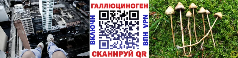 KRAKEN вход  Новая Усмань  Псилоцибиновые грибы Magic Shrooms 